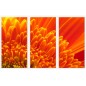 Set tablou 3 piese fosforescent Crizantema portocalie