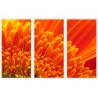 Set tablou 3 piese fosforescent Crizantema portocalie
