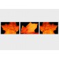 Set tablou fosforescent Frunze de toamna Set tablou fosforescent Frunze de toamna