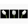 Set tablou fosforescent Lalele albe