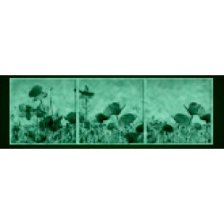 Set tablou 3 piese fosforescent Maci salbatici