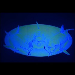 Sticker transparent  cu imagine uv invizibila fluorescenta