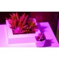 Lampa LED fotosinteza plante, 200 LED-uri, lumina rosie 660 nm, lumina albastra 450 nm, unghi reglabil, clema prindere