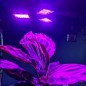 Lampa fotosinteza, 108 LED-uri, lumina rosie/albastra, unghi reglabil, E27, 8W, 265V