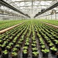Folie agrotextil, antiburuieni, 70 g/mp, 1.1 x 50 metri, filtru UV, polipropilena, negru Folie agrotextil, antiburuieni, 70 g/mp, 1.1 x 50 metri, filtru UV, polipropilena, negru
