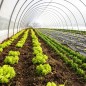 Folie agrotextil, antiburuieni, 70 g/mp, 1.1 x 50 metri, filtru UV, polipropilena, negru Folie agrotextil, antiburuieni, 70 g/mp, 1.1 x 50 metri, filtru UV, polipropilena, negru