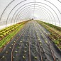 Folie agrotextil, antiburuieni, 70 g/mp, 1.1 x 50 metri, filtru UV, polipropilena, negru Folie agrotextil, antiburuieni, 70 g/mp, 1.1 x 50 metri, filtru UV, polipropilena, negru
