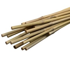 Arac din bambus pentru sustinere plante, diametru 14 mm, lungime 180 cm