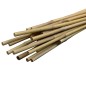 Arac din bambus pentru sustinere plante, diametru 14 mm, lungime 180 cm Arac din bambus pentru sustinere plante, diametru 14 mm, lungime 180 cm