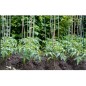 Arac din bambus pentru sustinere plante, diametru 14 mm, lungime 180 cm Arac din bambus pentru sustinere plante, diametru 14 mm, lungime 180 cm