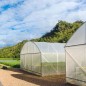 Folie acoperire solar tip tunel, protectie UV4, latime 8 m, lungime 1 m Folie acoperire solar tip tunel, protectie UV4, latime 8 m, lungime 1 m