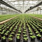 Folie agrotextil, antiburuieni, filtru UV, 1.1x50 m,polietilena 70g/mp, negru