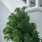 Ghirlanda decorativa Luxury Pine din crengi de brad artificial, lungime 5.4 m, ace 3D, decor Craciun