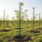 Arac gradina, lungime 120 cm, diametru 11 mm, otel si plastic verde Arac gradina, lungime 120 cm, diametru 11 mm, otel si plastic verde