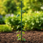 Araci pentru sustinere plante - lungime 90 cm, diametru 11 mm, set 25 bucati Araci pentru sustinere plante - lungime 90 cm, diametru 11 mm, set 25 bucati