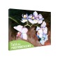 Tablou fosforescent Orhidee pictata