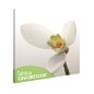 Tablou fosforescent Ghiocel