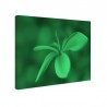 Tablou fosforescent Floare de frangipani