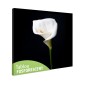 Tablou fosforescent Cala pe fundal negru