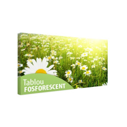 Tablou fosforescent Camp cu margarete