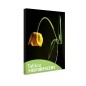 Tablou fosforescent﻿ Lalea