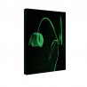 Tablou fosforescent﻿ Lalea