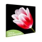 Tablou fosforescent﻿ Lalea rosie