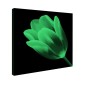 Tablou fosforescent﻿ Lalea rosie