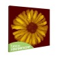 Tablou fosforescent﻿ Floarea soarelui abstract