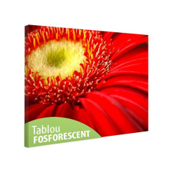 Tablou fosforescent Gerbera rosie