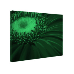 Tablou fosforescent Gerbera rosie