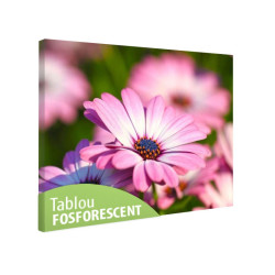 Tablou fosforescent Margareta africana roz