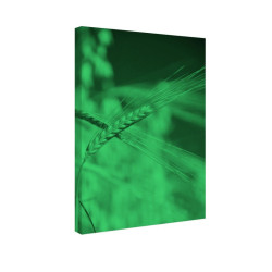 Tablou fosforescent Spic de grau