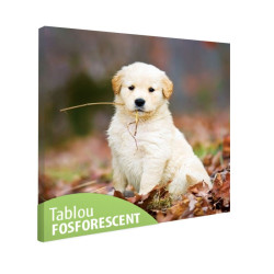 Tablou fosforescent Pui dragut 