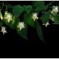 Ghirlanda stelute decorative, 10 LED-uri alb cald, lungime 1.8 metri, IP44 Ghirlanda stelute decorative, 10 LED-uri alb cald, lungime 1.8 metri, IP44