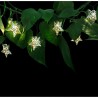 Ghirlanda stelute decorative, 10 LED-uri alb cald, lungime 1.8 metri, IP44