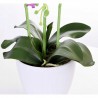 Orhidee artificiala decorativa roz, 24 flori si boboci, ghiveci, inaltime 65 cm