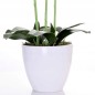 Orhidee artificiala decorativa, 24 flori alb si roz, 65 cm, ghiveci Orhidee artificiala decorativa, 24 flori alb si roz, 65 cm, ghiveci