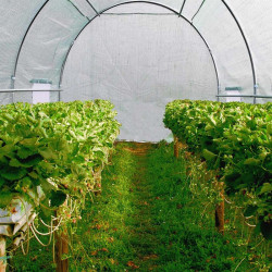Sera tip tunel pentru gradina, 6x3x2 m, folie PE 140g/mp, filtru UV4, ferestre