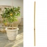 Arac sustinere plante, din bambus, inaltime 150 cm, diametru 12-14 mm