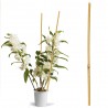 Arac din bambus pentru suport plante si legume, diametrul 14-16 mm, inaltime 120 cm