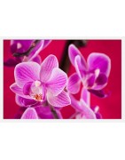 Tablouri Orhidee - Decoratiuni deosebite