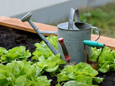 Ce legume se planteaza primavara intr-o sera de gradina?